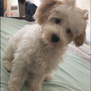 Meet your Posher, Janelyse